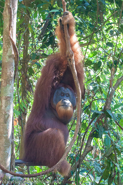 orangutan